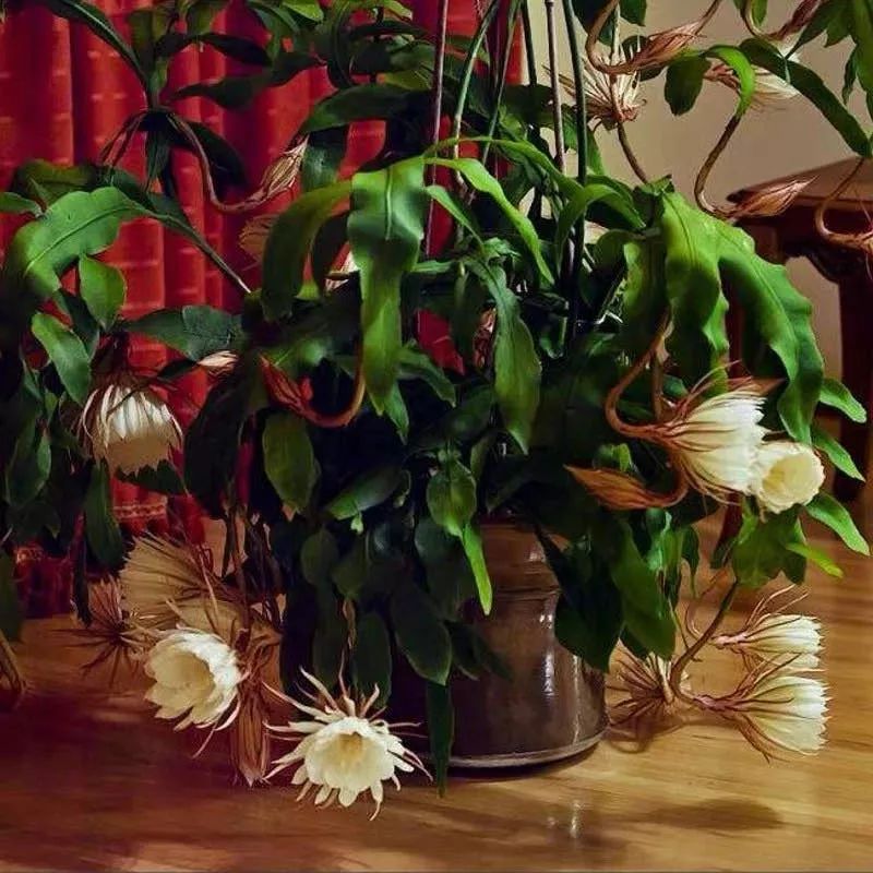 这六种花寓意吉祥好养易活,公认最吉利的4种花