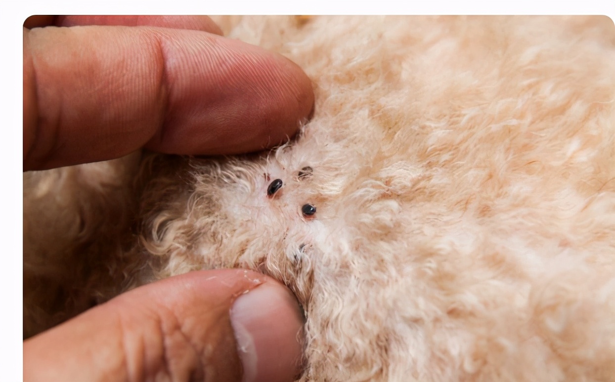 民间灭跳蚤最有效的偏方,中医怎么消除跳蚤