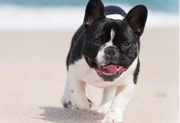 法牛为什么那么会放屁,法牛放屁严重么