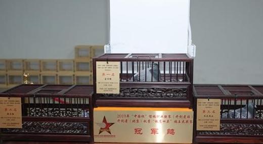 养鸽子属于玩物丧志吗,为什么说养鸽子毁一生