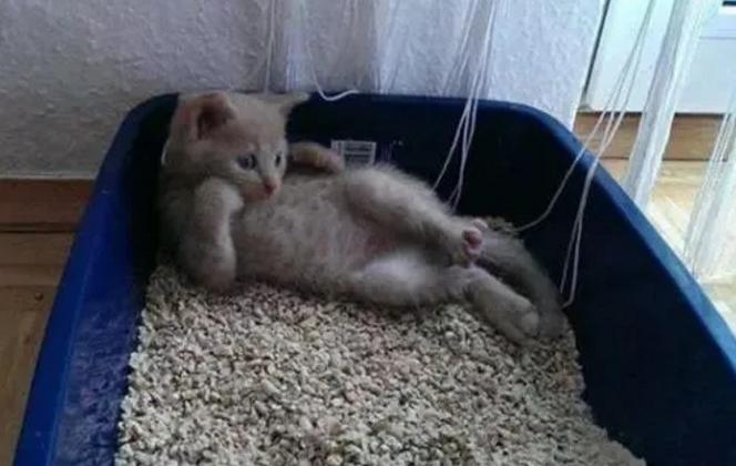 铲屎官不勤铲屎对猫咪危害,给猫咪铲屎它为什么会进猫砂盆