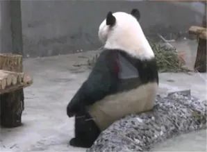 请广大“师奶”引以为戒,打死都不要让你老公入厨房