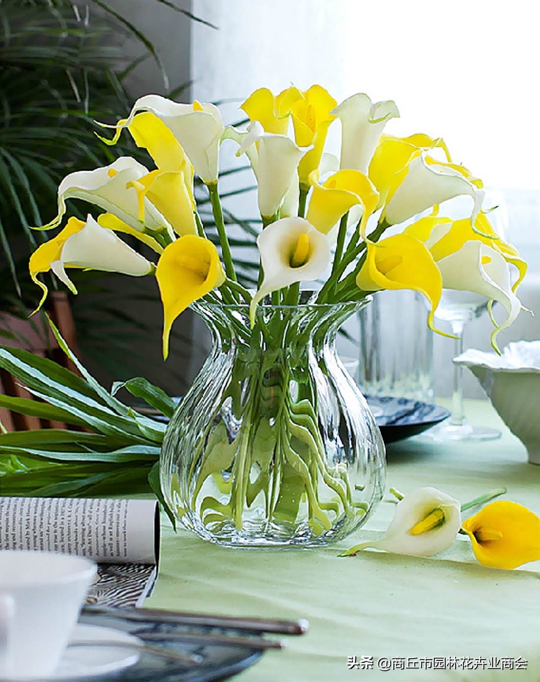 马蹄莲有什么病虫害,马蹄莲的病虫害有哪些