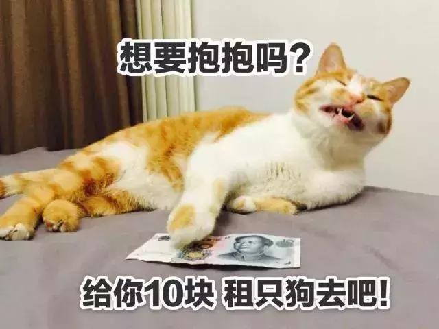 铲屎官错误抱猫被排斥，学会三种正确姿势，主人不再担心被抓伤！