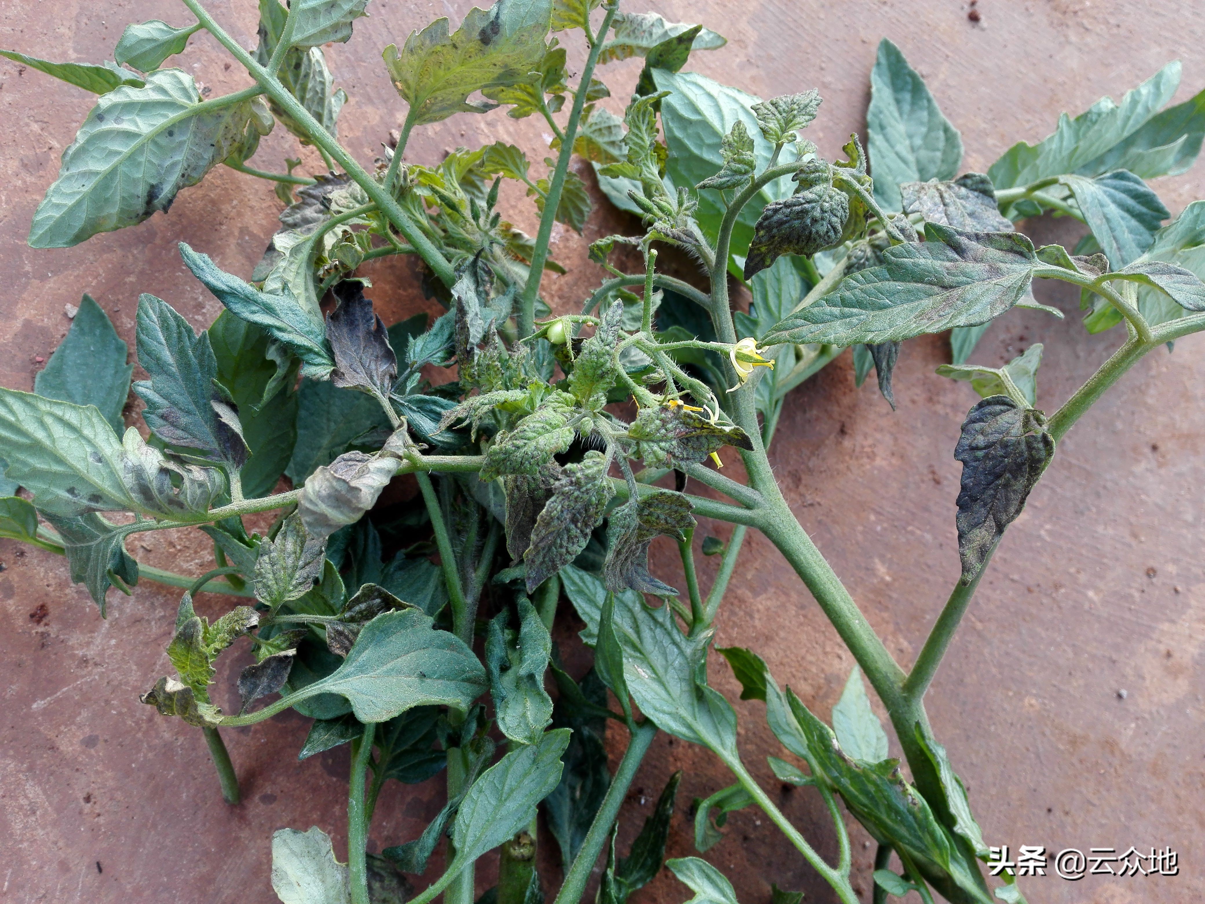 番茄缺硼有哪些症状？缺硼不可小觑，科学补硼有利于番茄高产