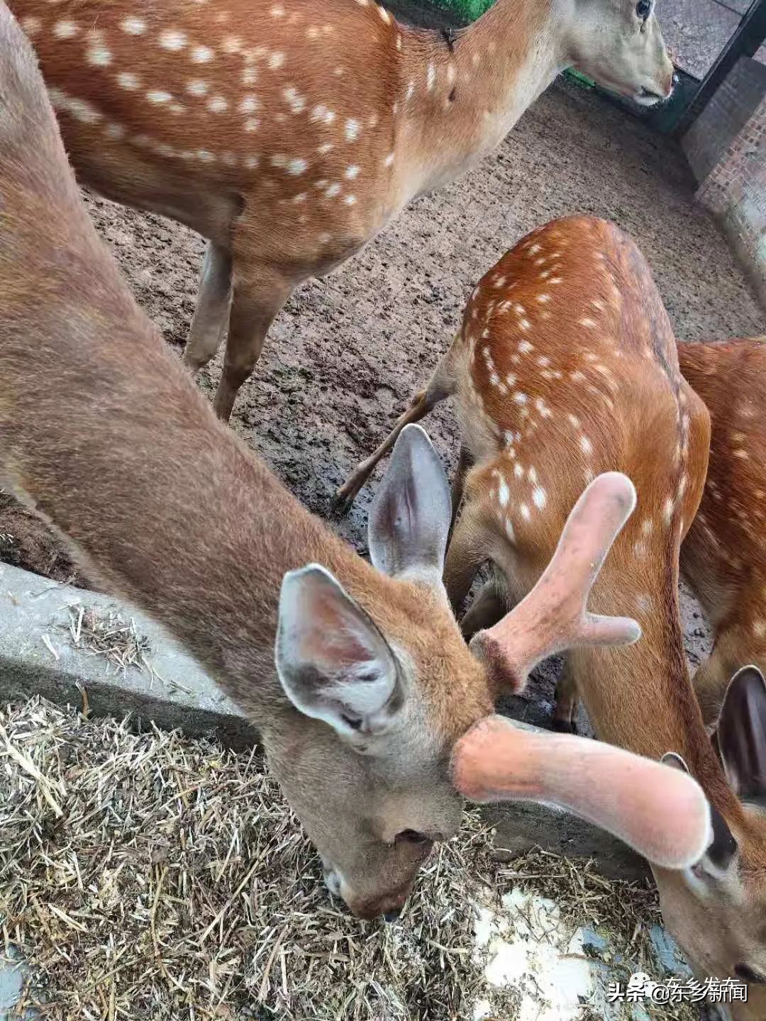 江西抚州有养殖梅花鹿的吗,东乡养鹿