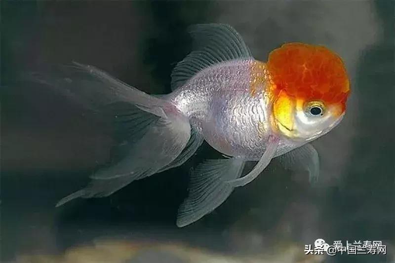 鹤顶红金鱼多久能长大,金鱼品种介绍之鹤顶红