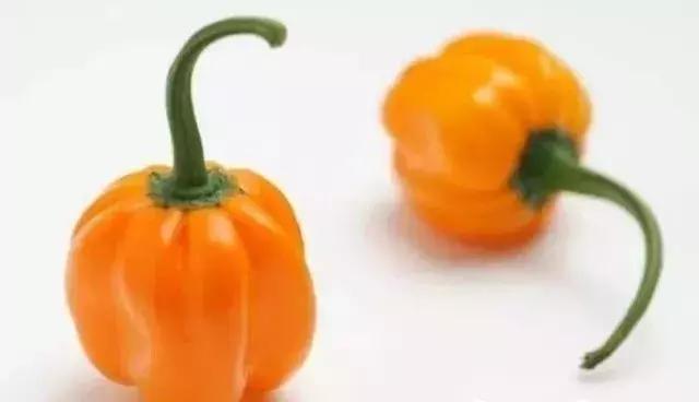 全世界辣椒排行榜前十,世界上十大辣椒排行榜