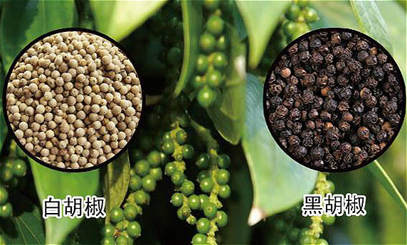 黑白胡椒味道有什么区别,黑白胡椒的烹饪区别