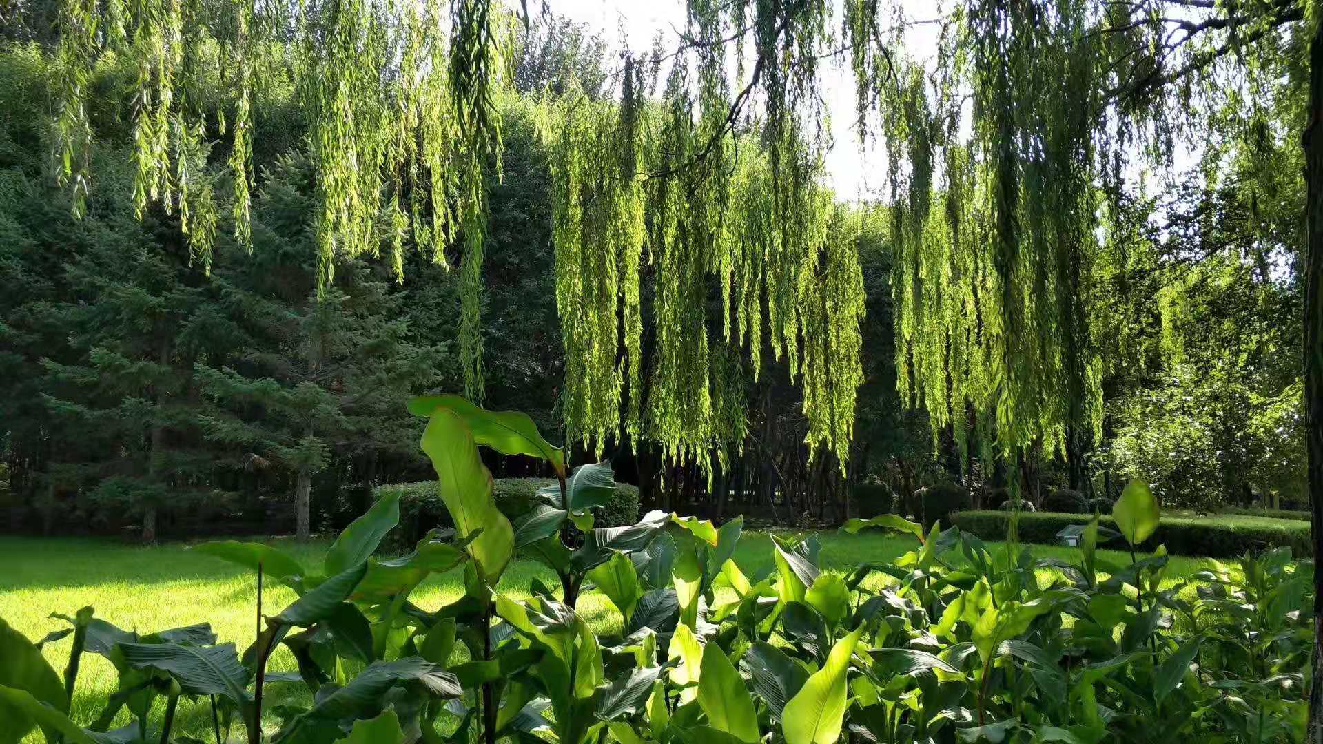 强国梦强军梦征文600字小学生,强国征文小学生600字作文