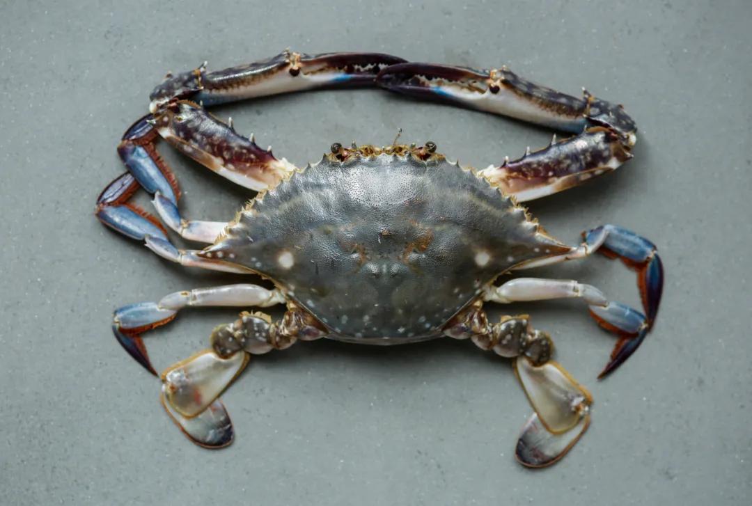 现在吃湖蟹是公蟹好还是母蟹好,五一期间海蟹好还是河蟹好