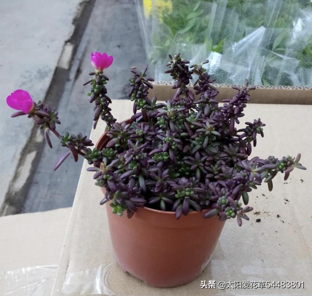 紫米粒多肉植物怎么养,紫米粒多肉夏季