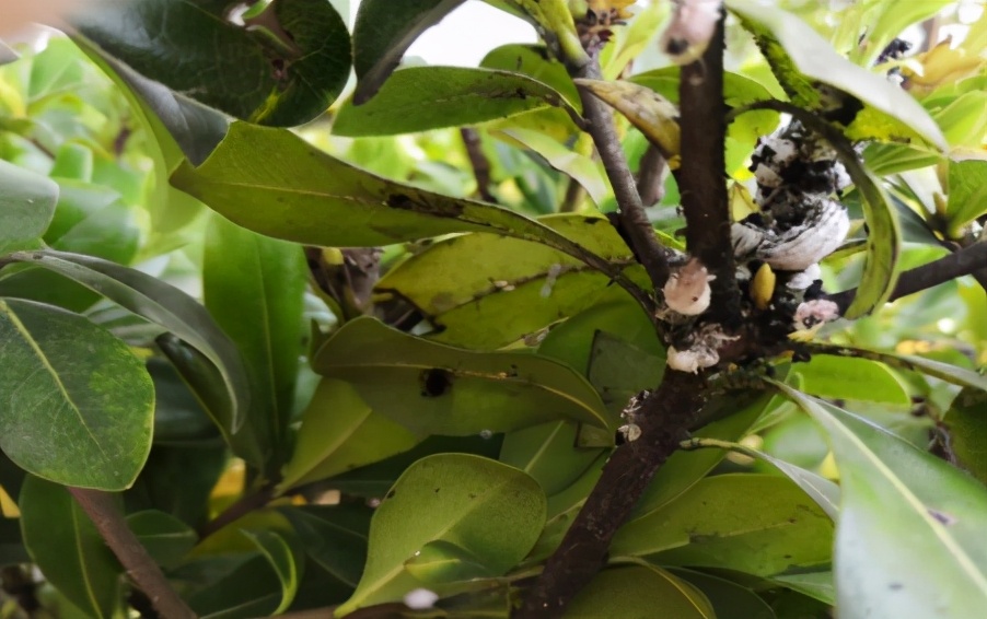 介壳虫种类图片大全,十种常见蚧壳虫图片