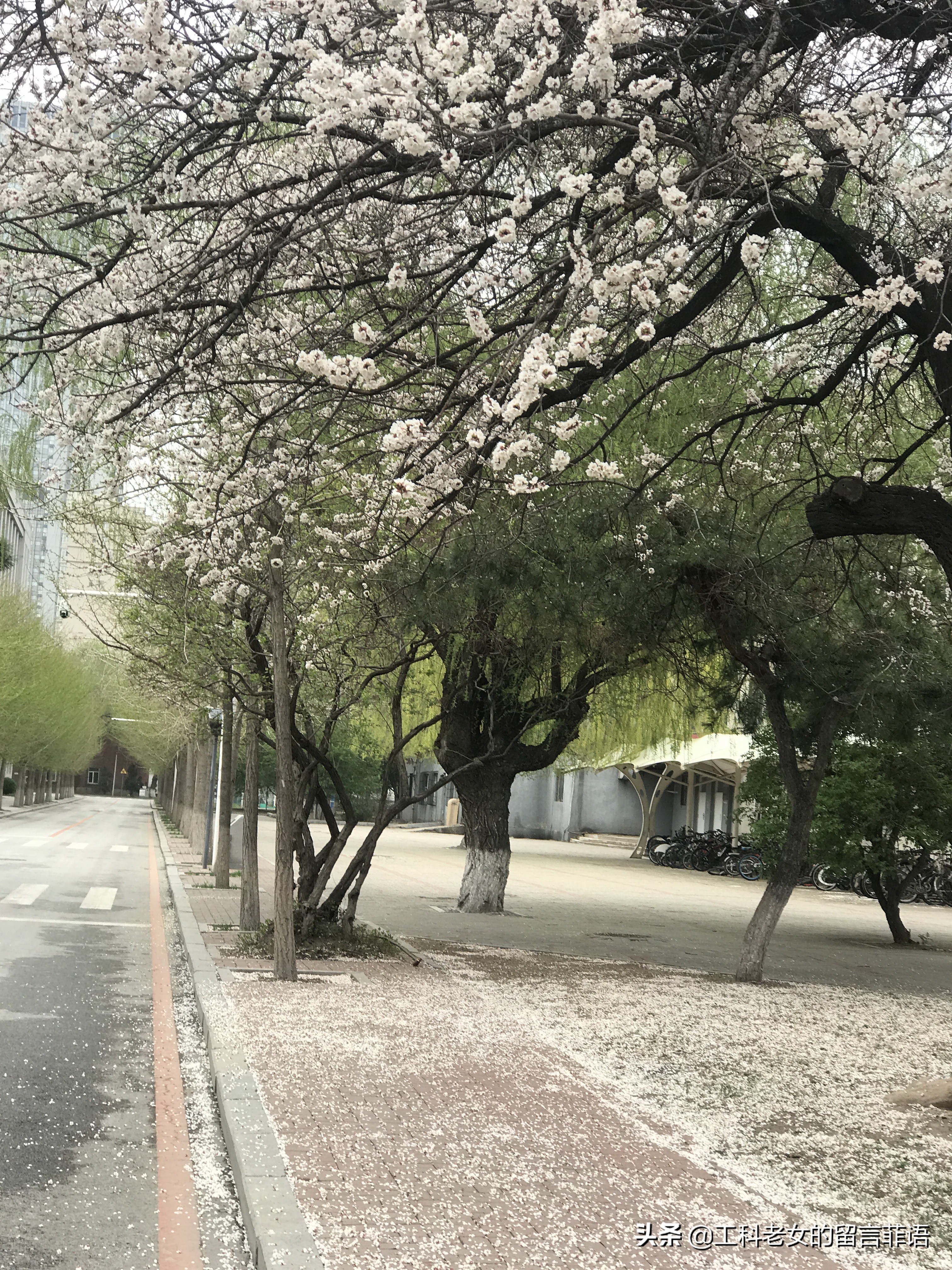 带你领略自然美,带你领略春天独有的浪漫