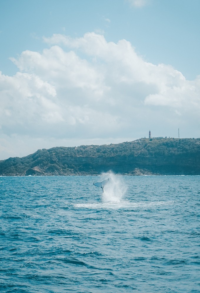 澳洲观鲸攻略,澳洲观鲸之旅