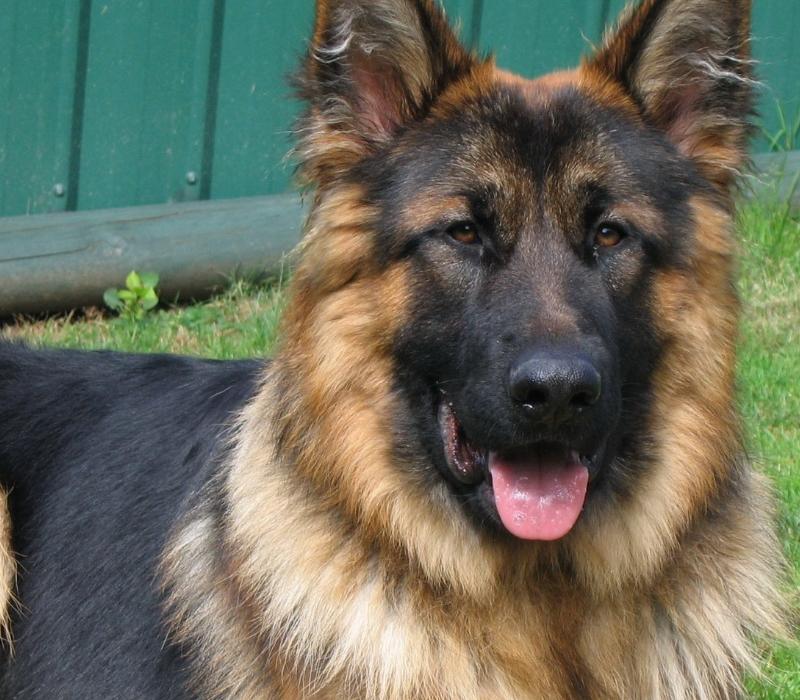 德国牧羊犬的分析,德国牧羊犬的优点和缺点