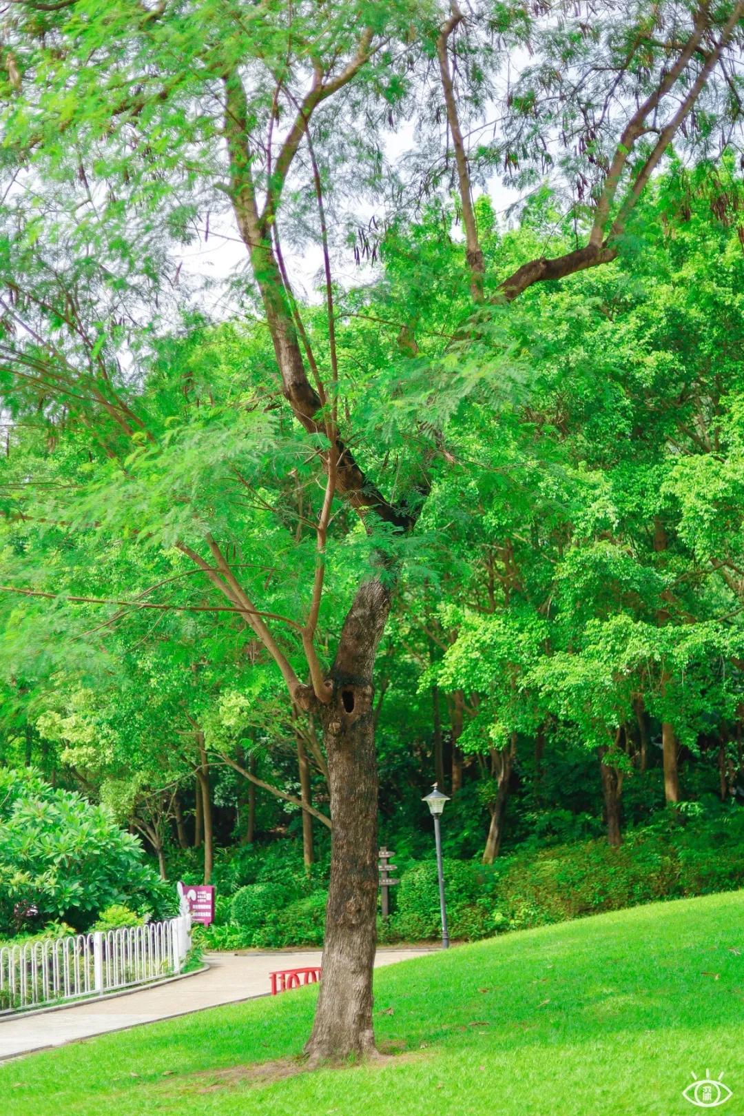 深圳宝藏公园风景图片,深圳宝藏自然游乐区