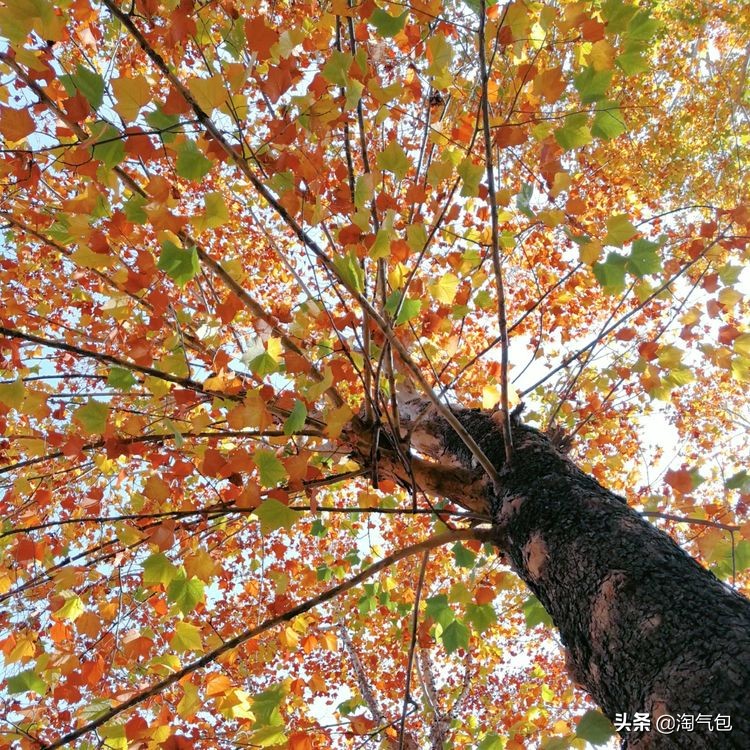 秋分愿生活恰如其分,人生恰如秋分生活恰如其分