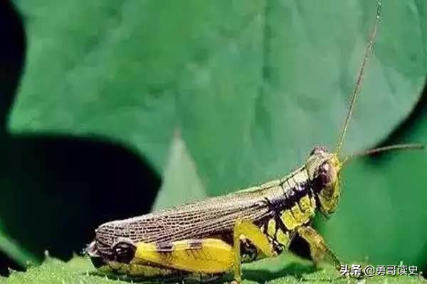 云南八大怪一道菜,云南十八怪三个蚊子一盘菜是什么