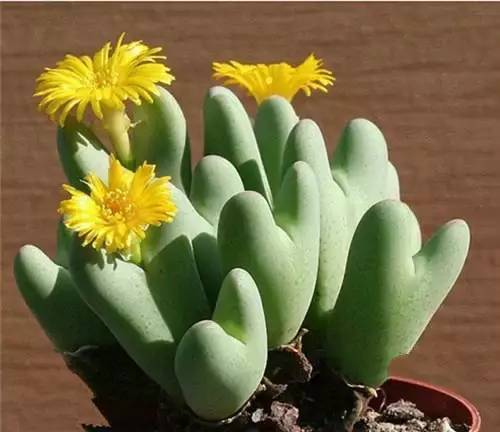 多肉开花了怎么处理,多肉植物开的花怎么处理