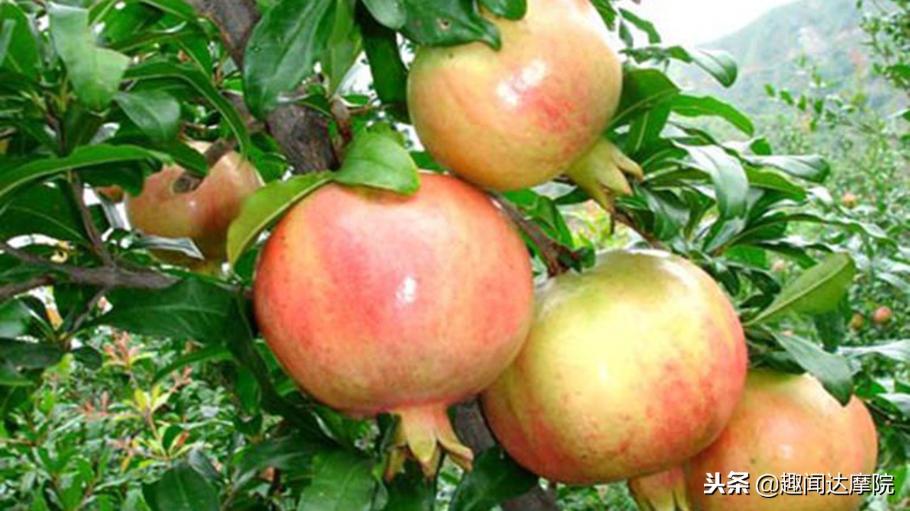 老人说“一个石榴十副药”,到底有什么科学依据?看完长知识了