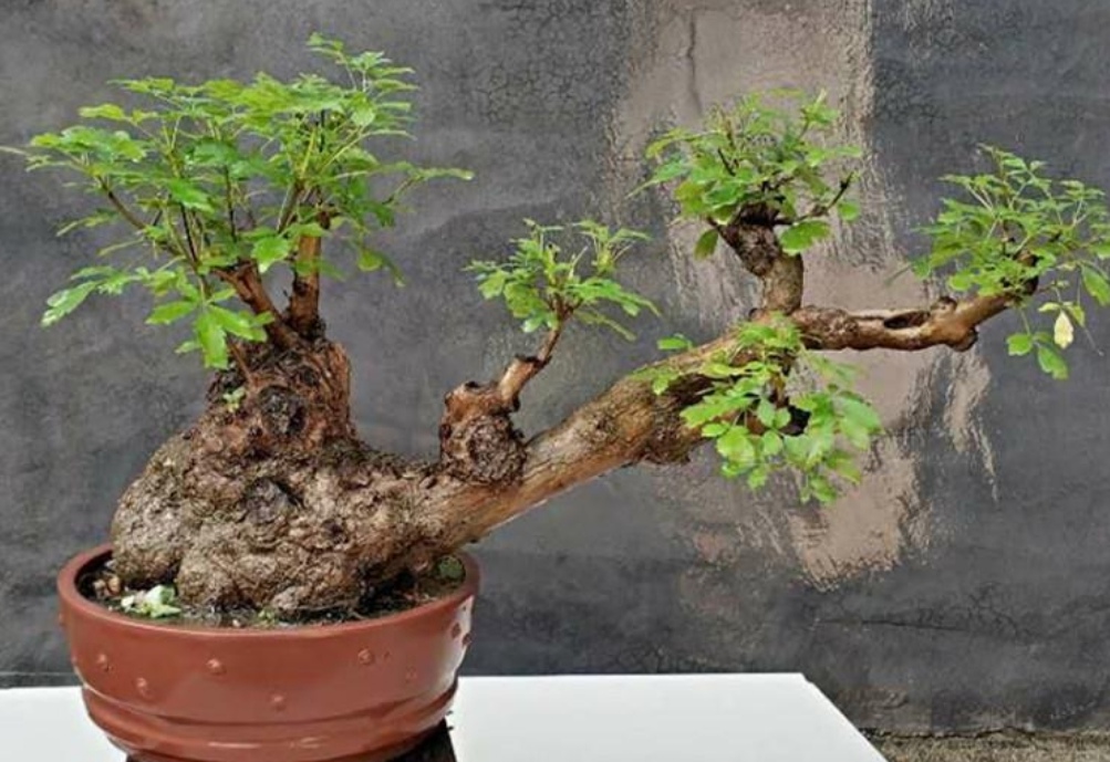 黄荆丛林树桩盆景要怎么修剪,黄荆树桩盆景开挖时间