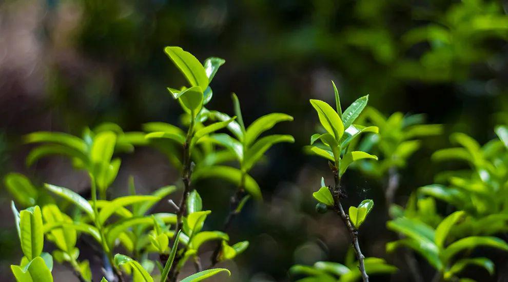 普洱茶四大产区和六大茶山,普洱茶六大产区和六大茶山地图
