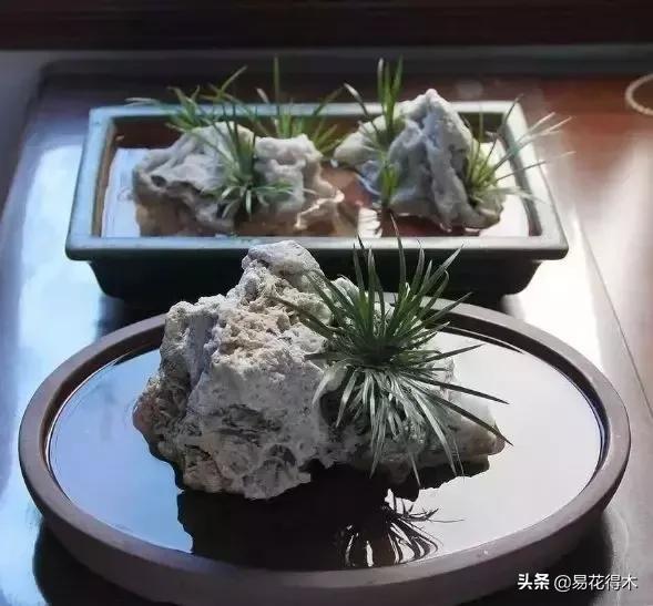 赞美菖蒲盆景的诗句,盆景诗词经典赏析