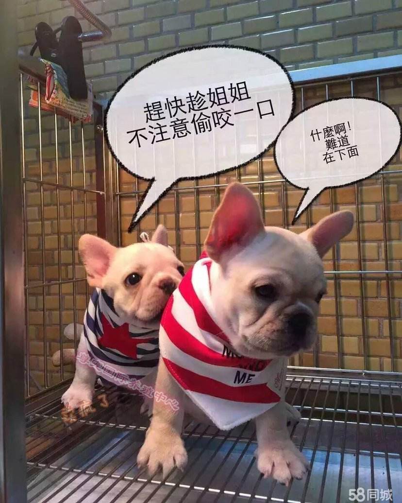 斗牛犬为什么这么多人养,斗牛犬好养吗一定要记住这些