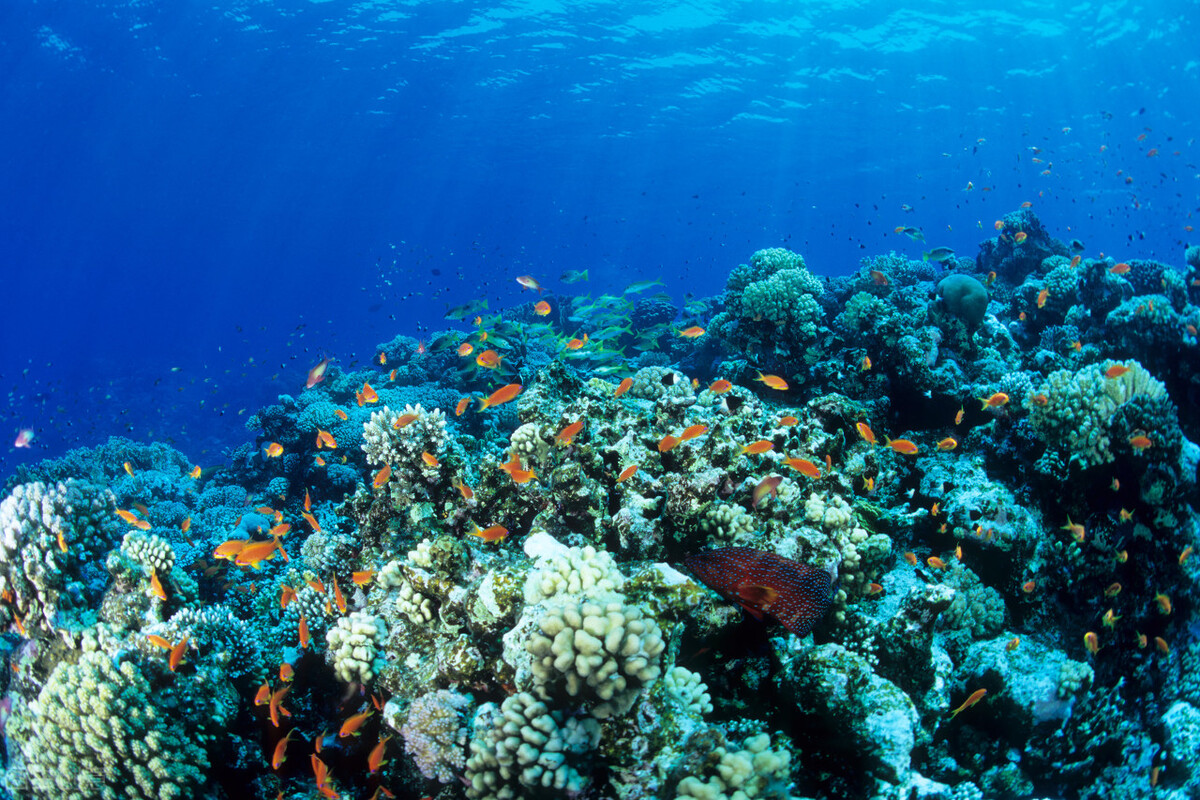 美女潜水时被海胆扎了，差点保不住手！夏季海岛游，专家建议要记牢
