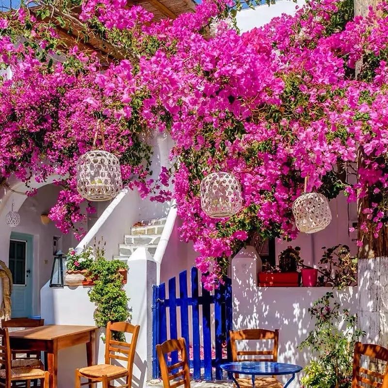 哪些花是开花机器,开花最香最好看繁殖能力还强的花