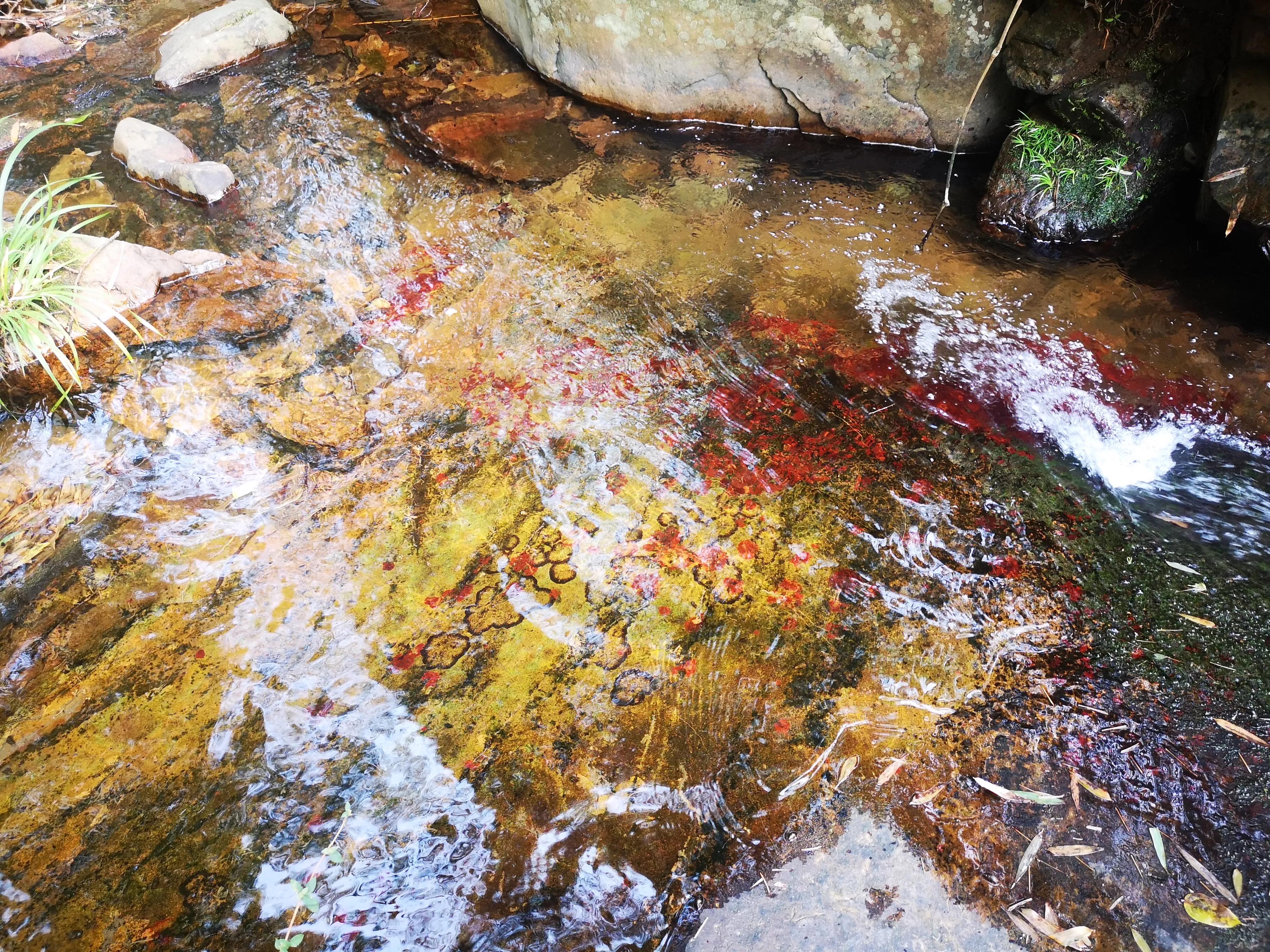 溧阳南山竹海小鸟天堂,宜兴南山竹海和溧阳南山竹海