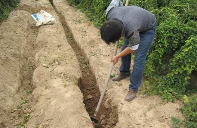 粪肥发酵的正确方法,发酵粪肥的最佳方法