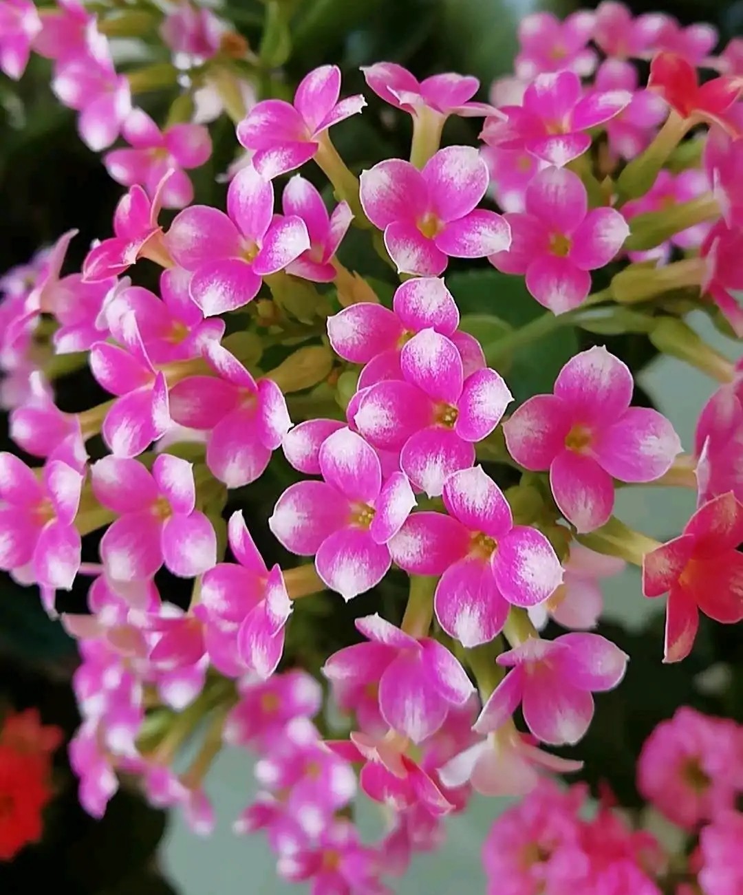 长寿花单瓣品种大全,长寿花100种颜色图片