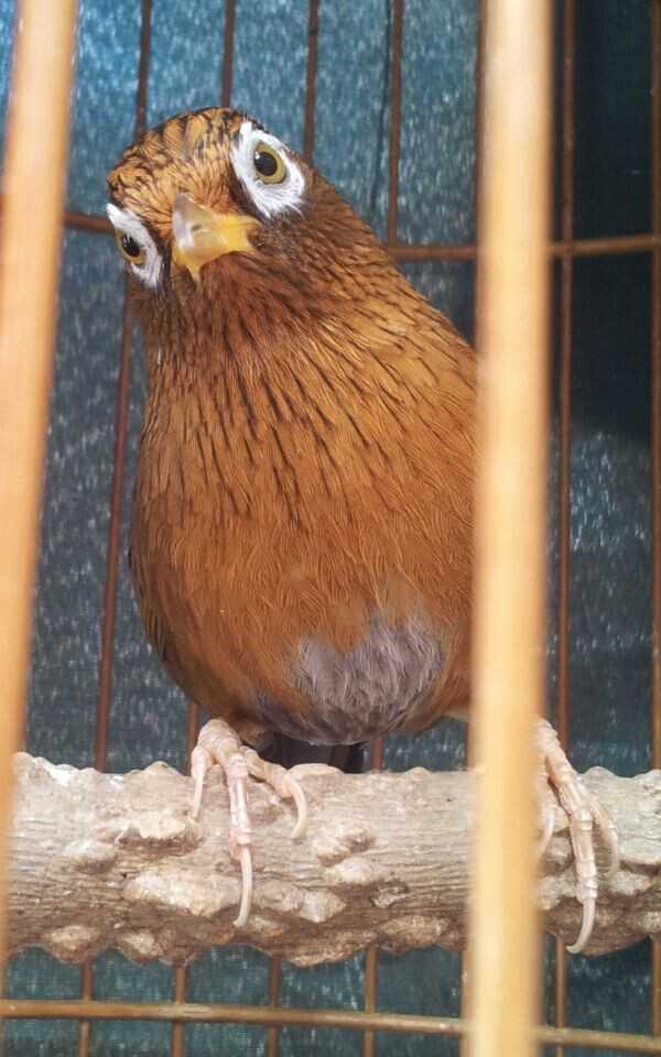 画眉鸟为什么要断尾,画眉鸟为什么老是刨食