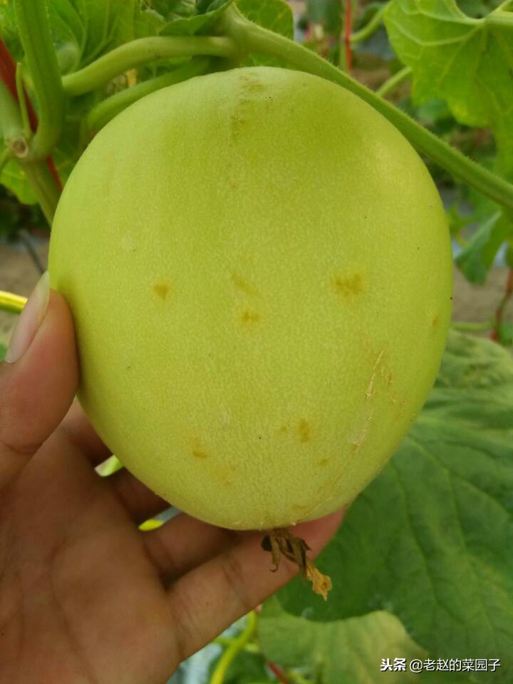 西甜瓜炭疽病和细菌性果斑病区别,甜瓜的果斑病能治愈吗
