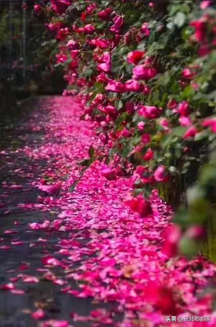 郫都区最美的花海,成都郫都花乡玫瑰开放了吗