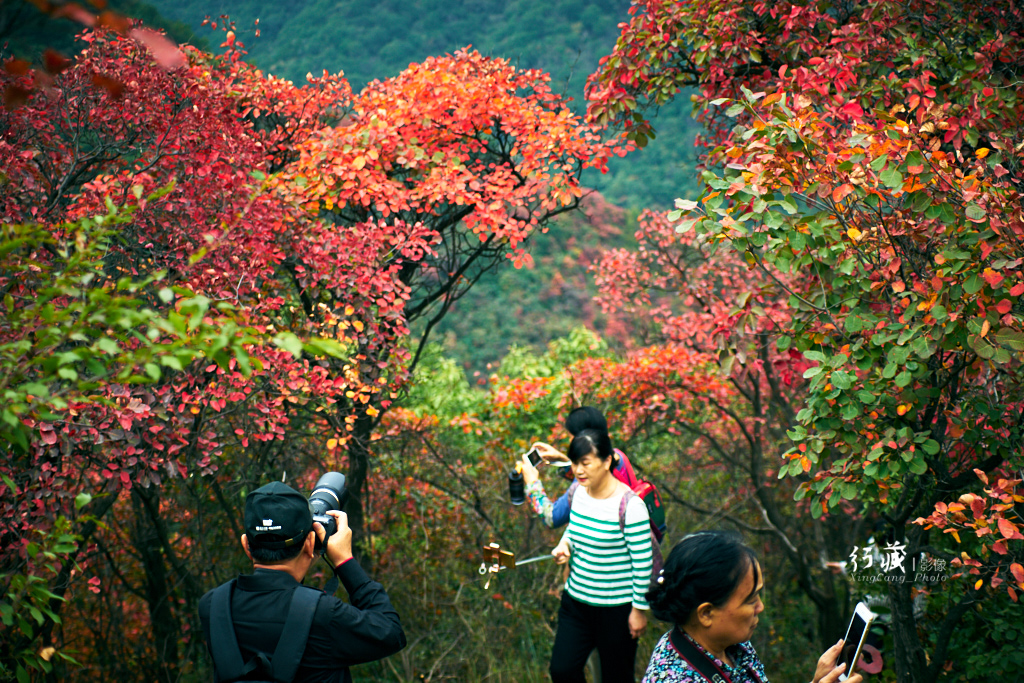 红了红了！在甘山的片片红叶中首波感受绚烂的秋天