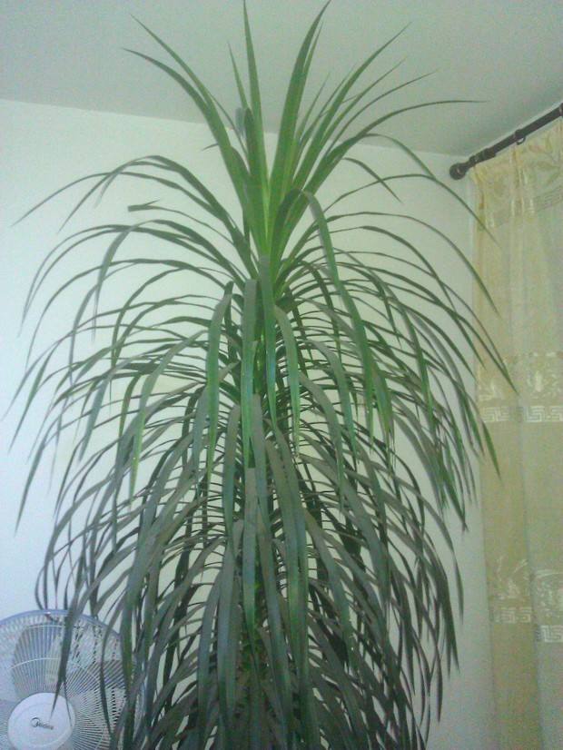 怎样能让龙血树多发杈,怎样让龙血树长侧枝