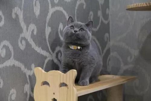 养一只猫的花销预算,养七只猫一个月花销