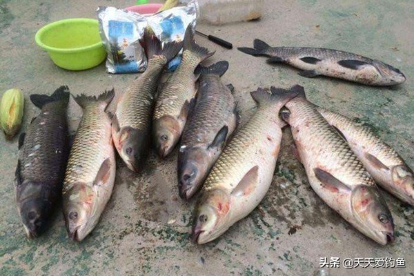 野钓青鱼的技巧和方法视频,初春野钓青鱼的正确方法