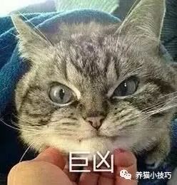 猫咪动态图超凶,猫咪太凶怎么办