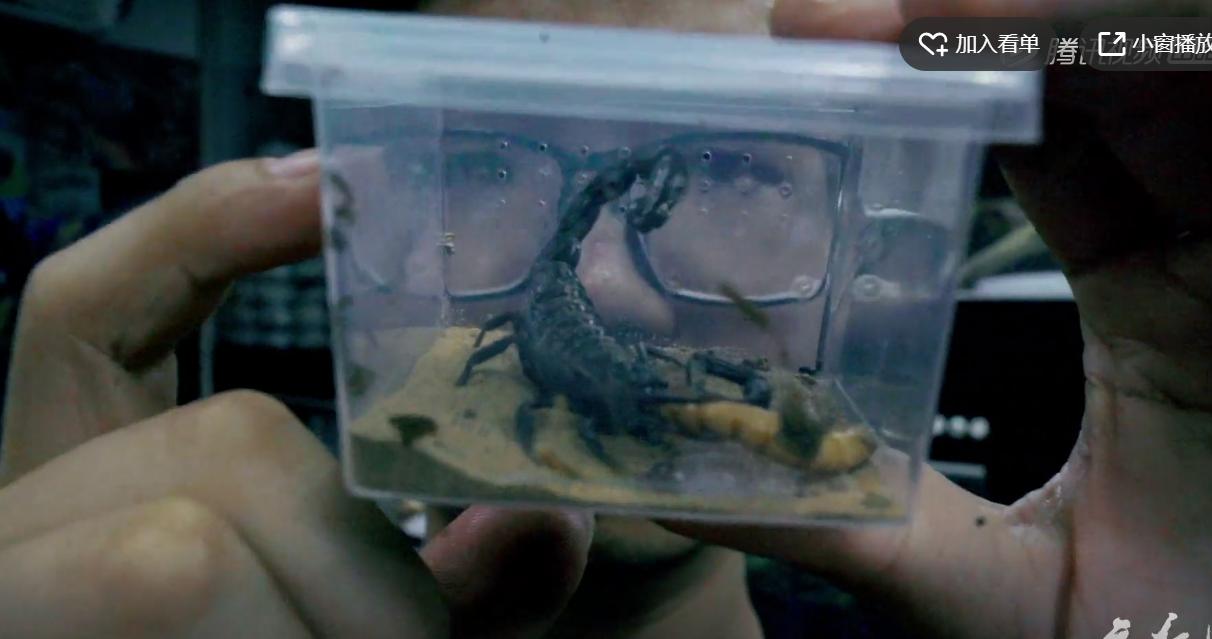 被毒杀的亲情纪录片,相杀相爱纪录片