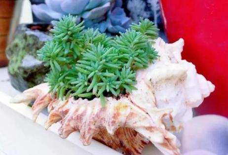 夏天耐热露天最好养的多肉,冬天夏天不用搬回室内养的多肉