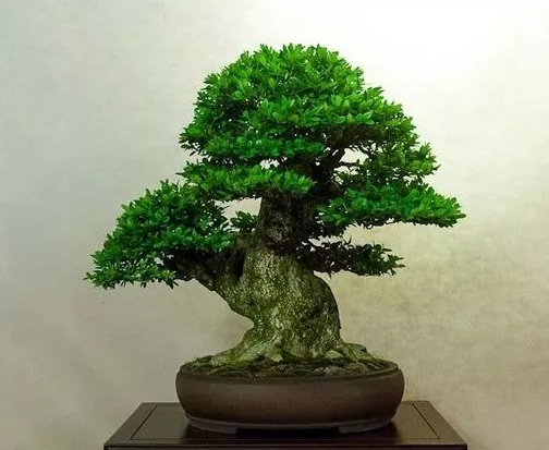 雀舌黄杨盆景家庭养殖有什么意义,雀舌黄杨盆景养殖方法