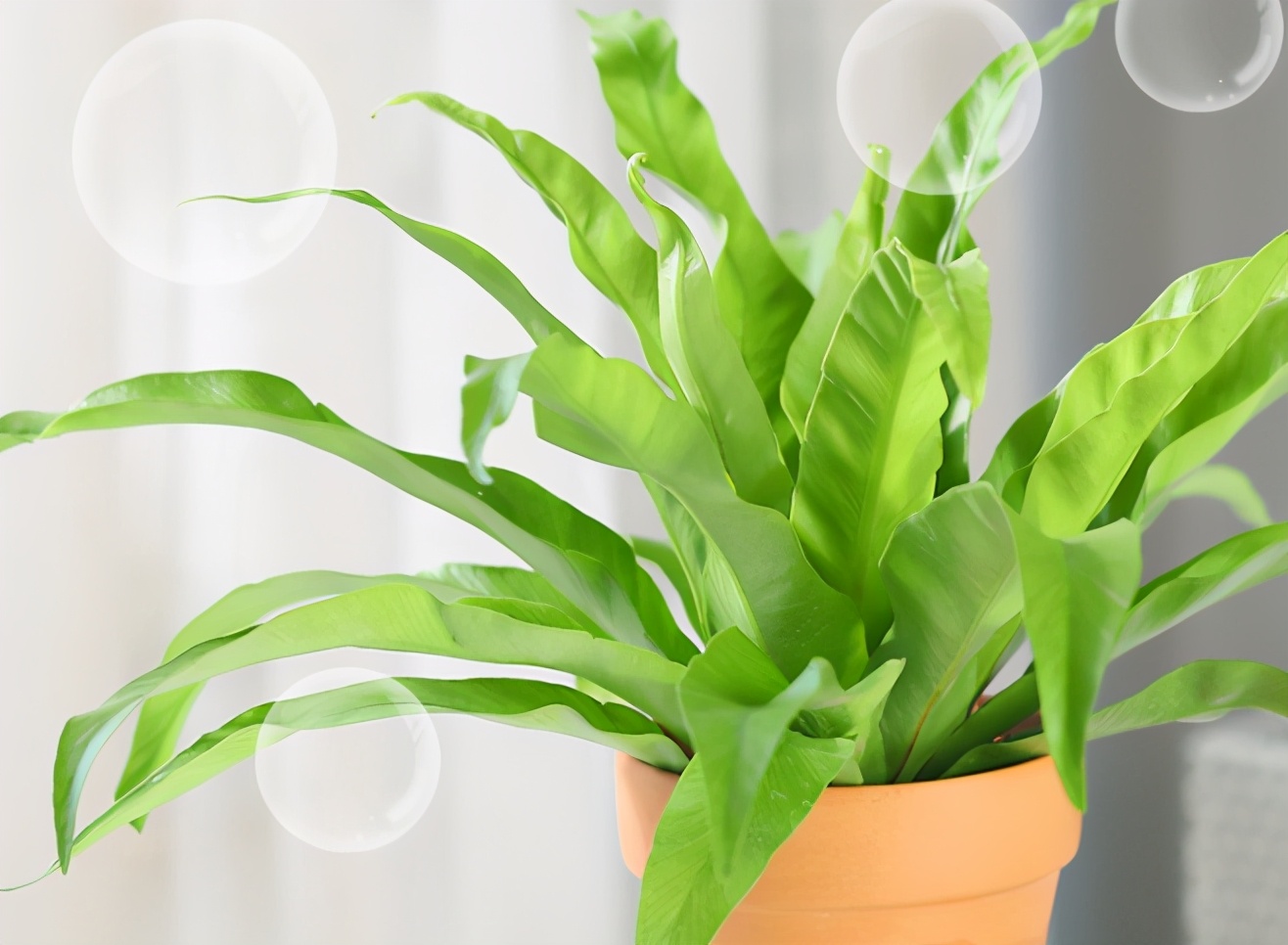 蕨类新长的叶片为什么发黑,蕨类植物叶子变白怎么回事