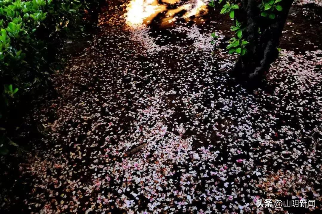 春天里最美的遇见歌曲,春天最美的文案就是油菜花