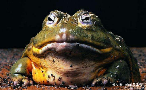 杀不死的动物有哪些,四大杀人不死的动物