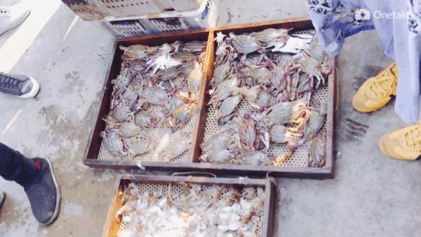 秦皇岛一月份去哪里买海鲜便宜,秦皇岛哪里可以在海边买海鲜