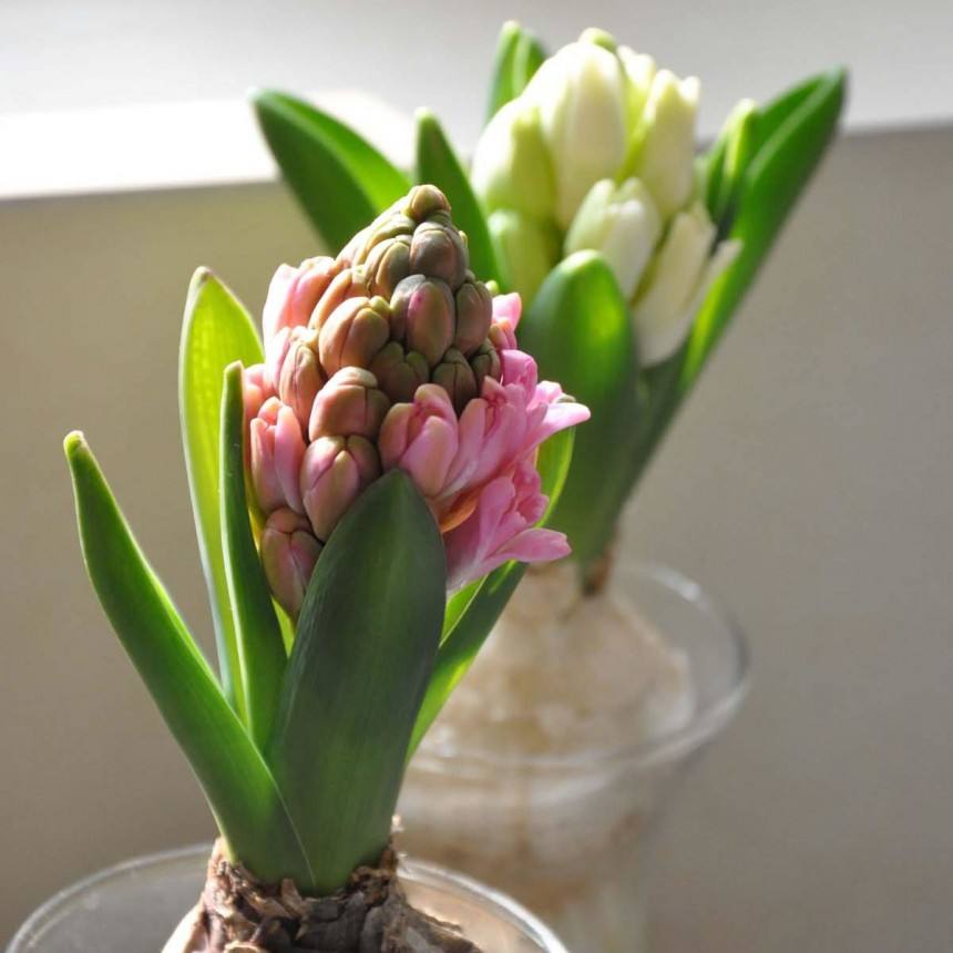 水培风信子快开花了上什么肥,水培种球花卉风信子用什么肥